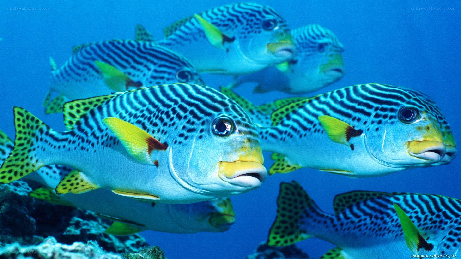 striped fish swimming in ocean
