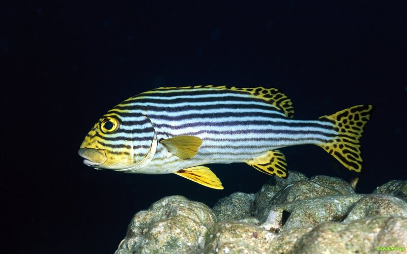 Striped Fish Swimming