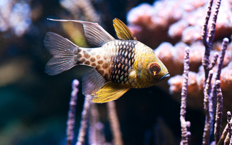Striped Fish Swimming — Yellow, Calm