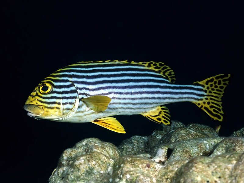 Striped Fish Swimming — Yellow, Dramatic, Night