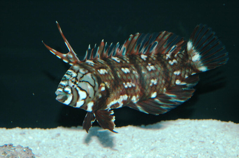 striped fish with spines