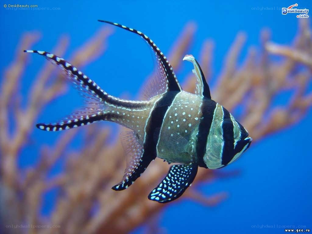 striped fish with spotted fins