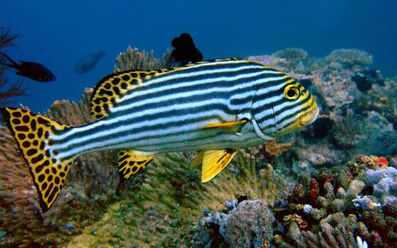 Striped Fish with Spotted Tail