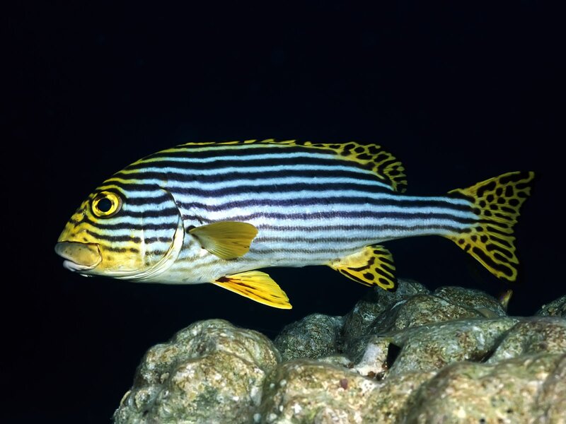 Striped fish with yellow fins