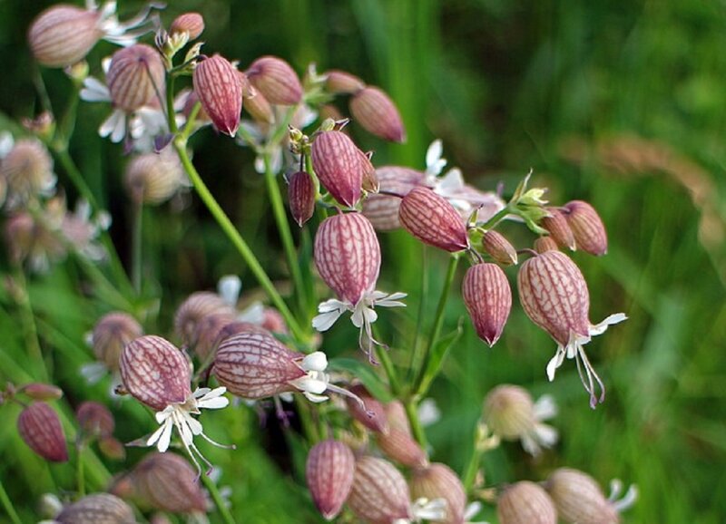 Striped Flower Buds