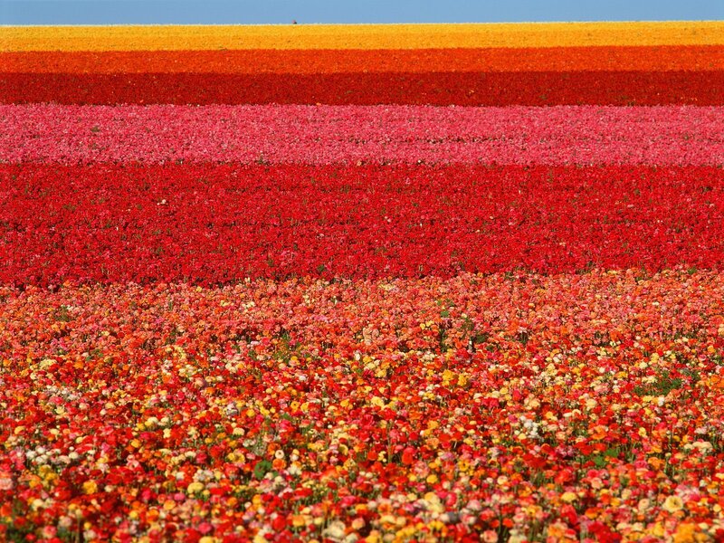 Striped Flower Field — Red