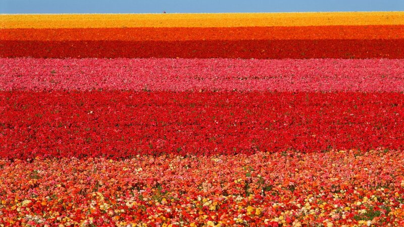 Striped Flower Field