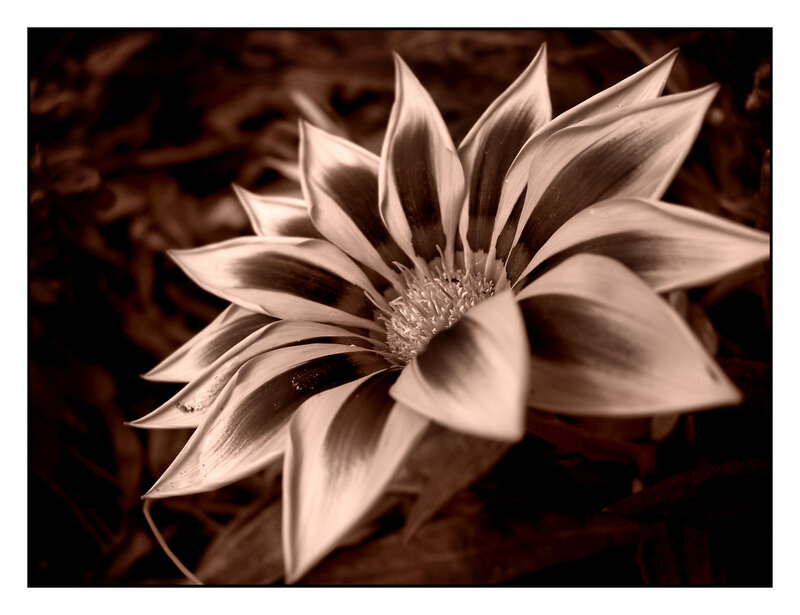 Striped Flower in Sepia
