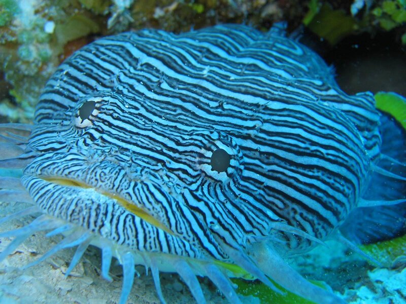 Striped Frogfish