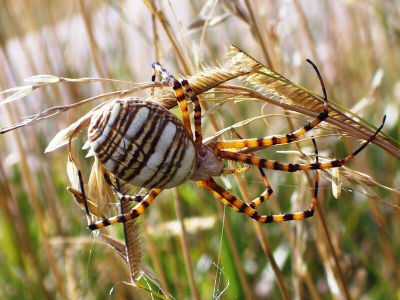 Striped Garden Spider