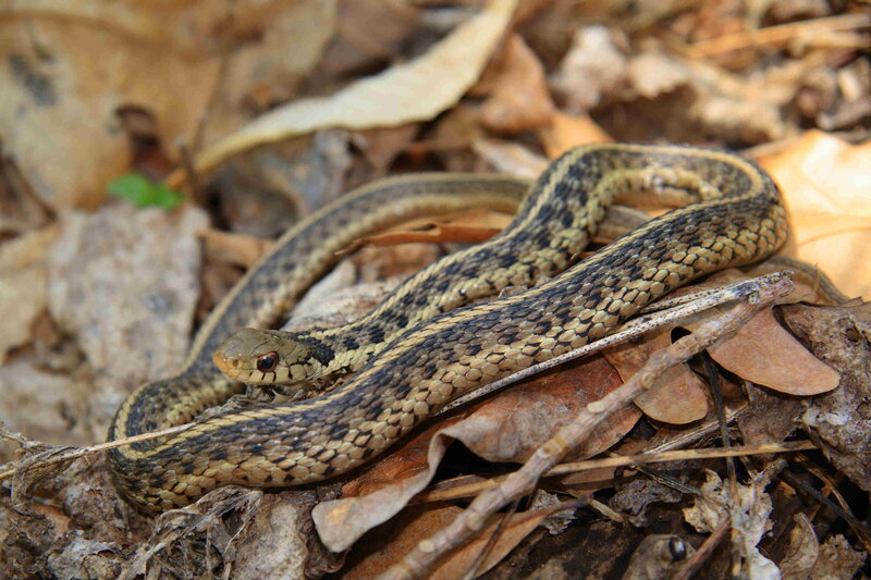 Striped Garter Snake — Brown, Natural