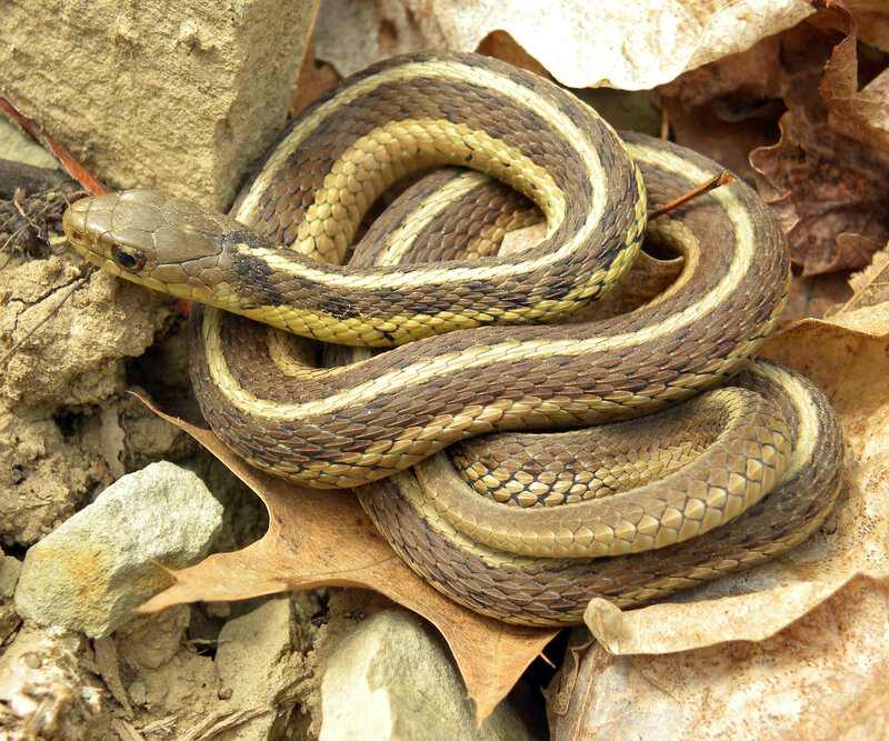 Striped Garter Snake — Brown