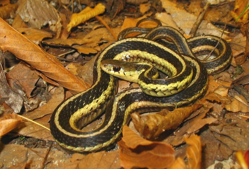 Striped Garter Snake