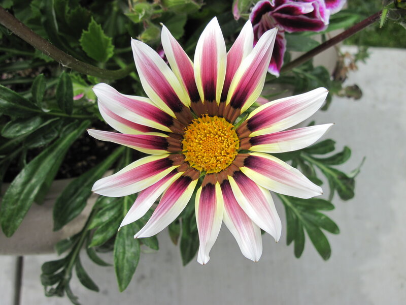 Striped Gazania Flower