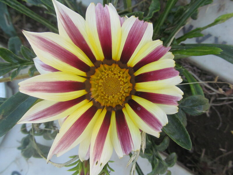 Striped Gazania Flower — Yellow, Calm