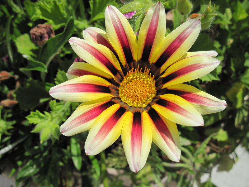 Striped Gazania Flower — Yellow