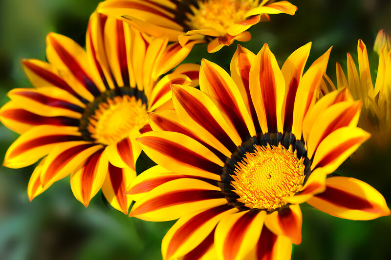 Striped Gazania Flowers