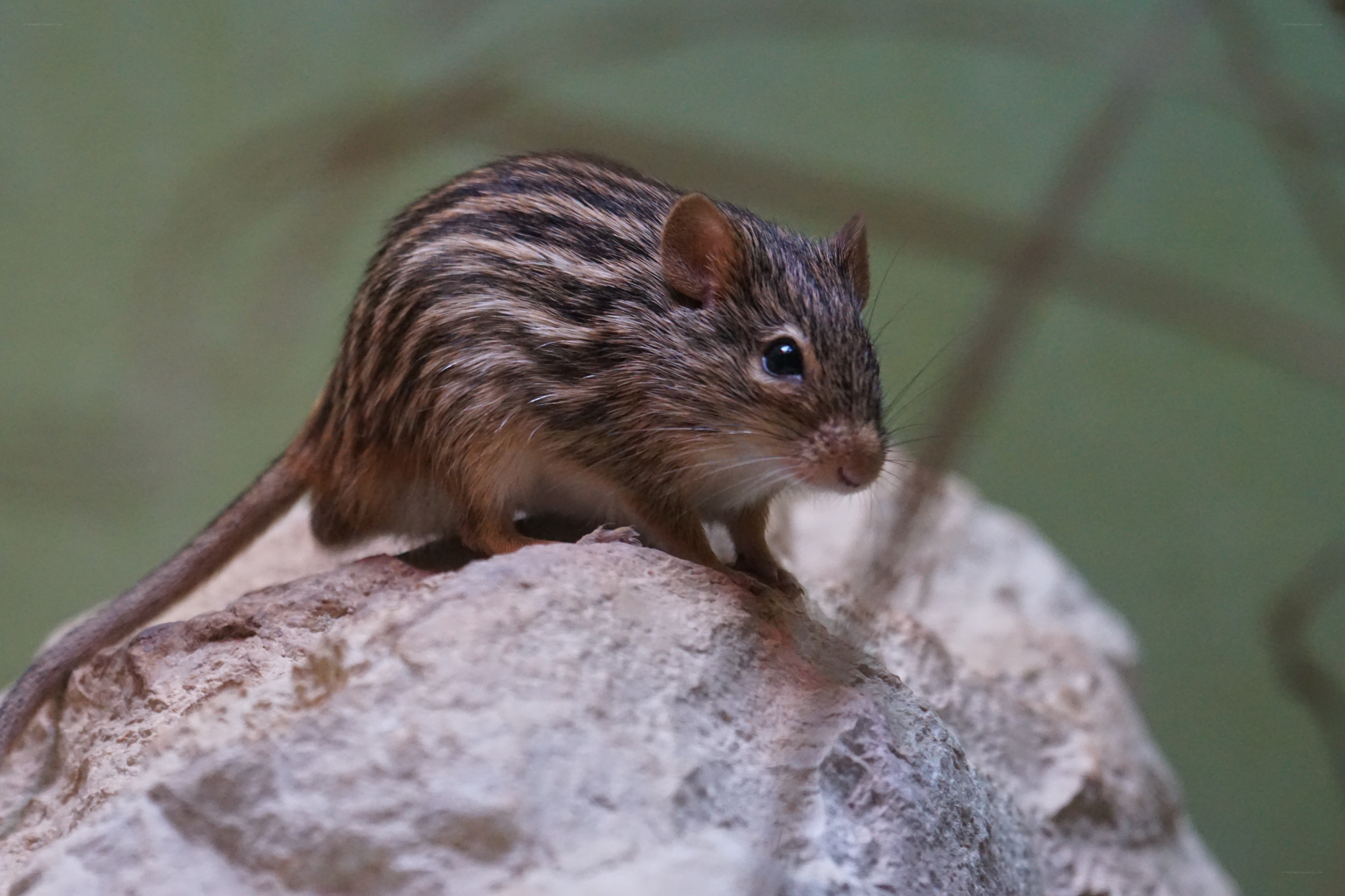 striped gerbil on a rock