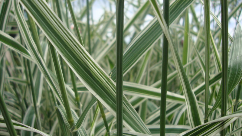 striped grass leaves close-up