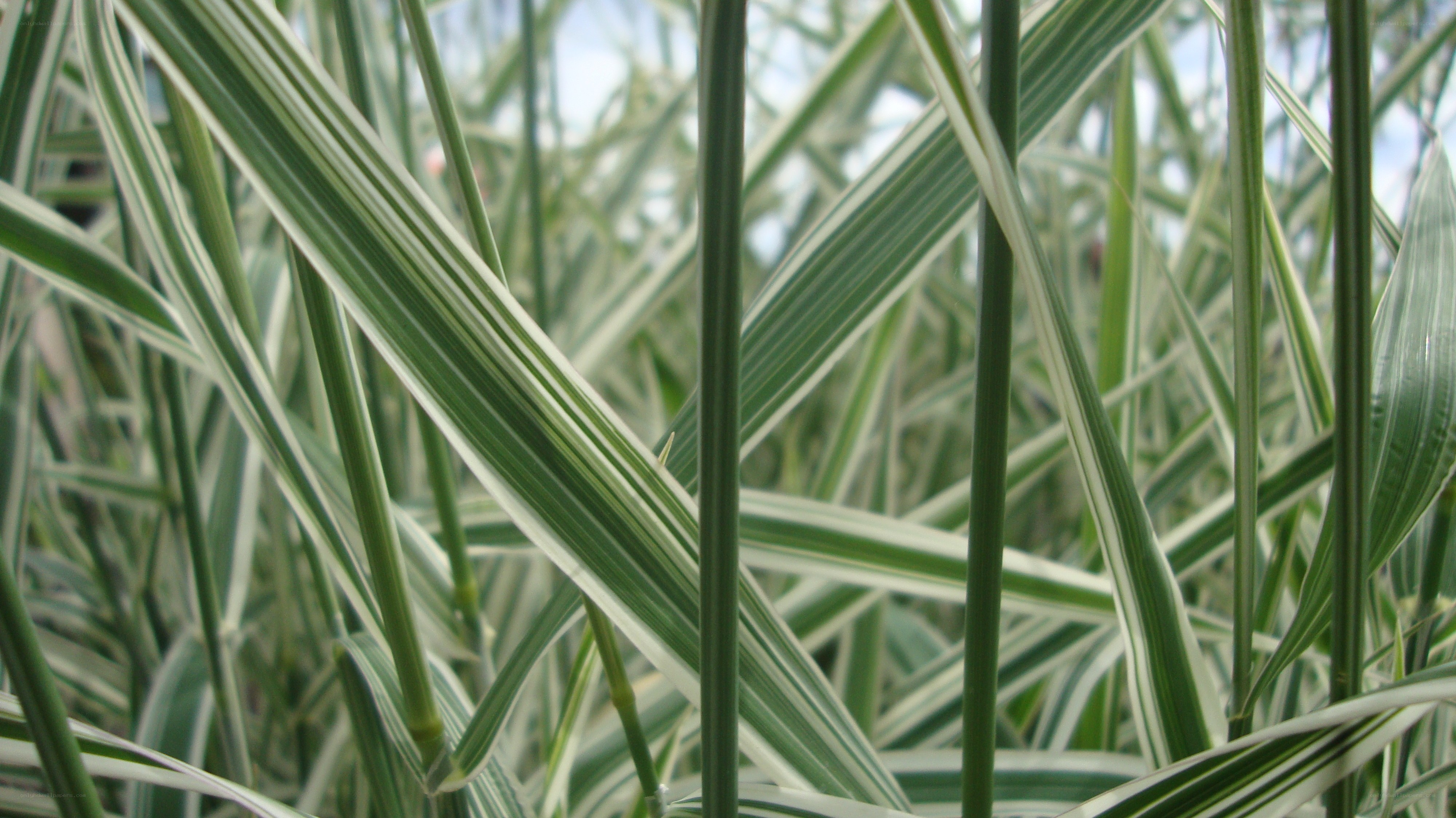 striped grass leaves close-up