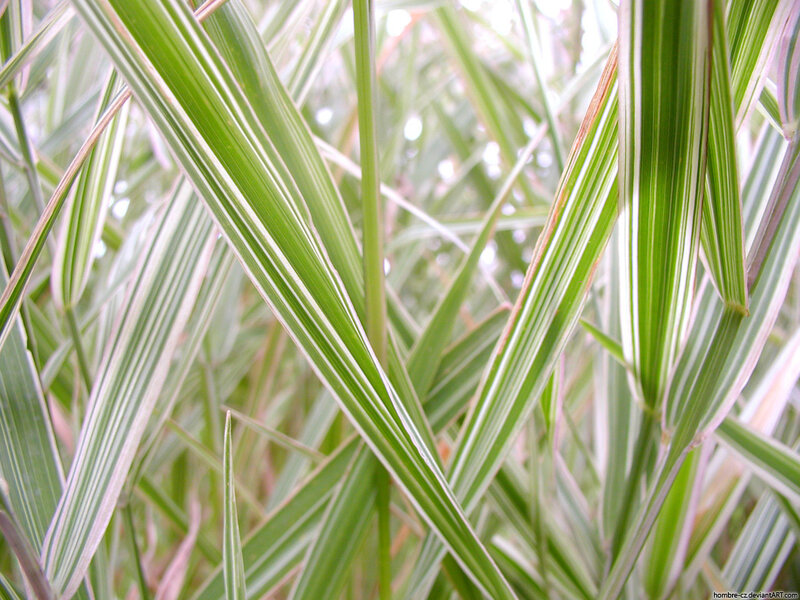 striped grass leaves close-up