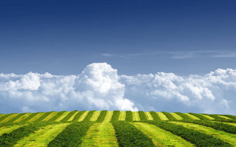 Striped Green Field — Serene, Afternoon, Photograph, Clouds
