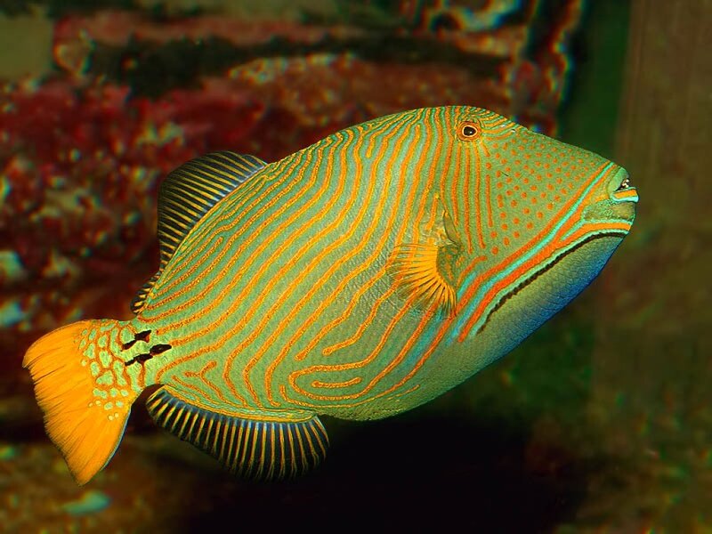 Striped Green Fish