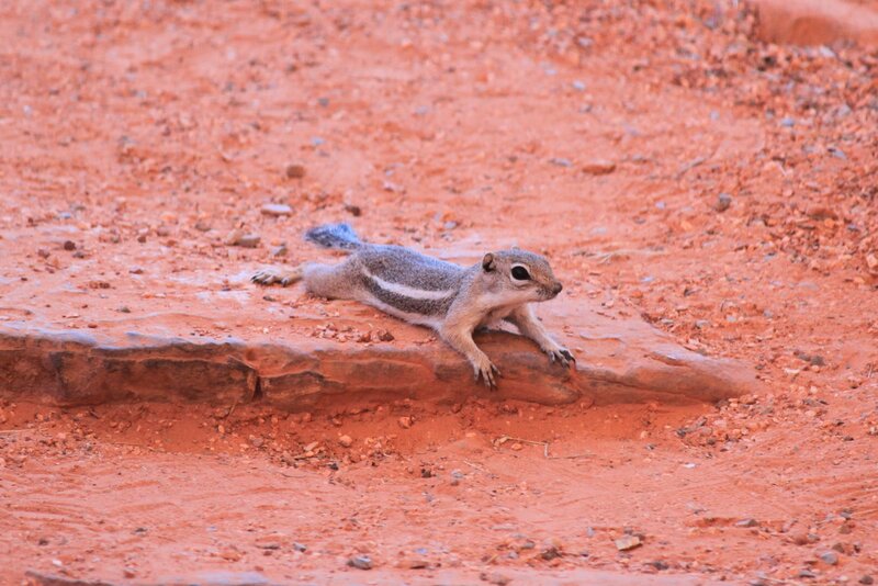 Striped Ground Squirrel — Red, Calm