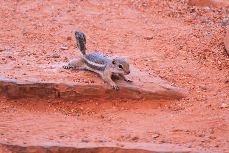 Striped Ground Squirrel — Red