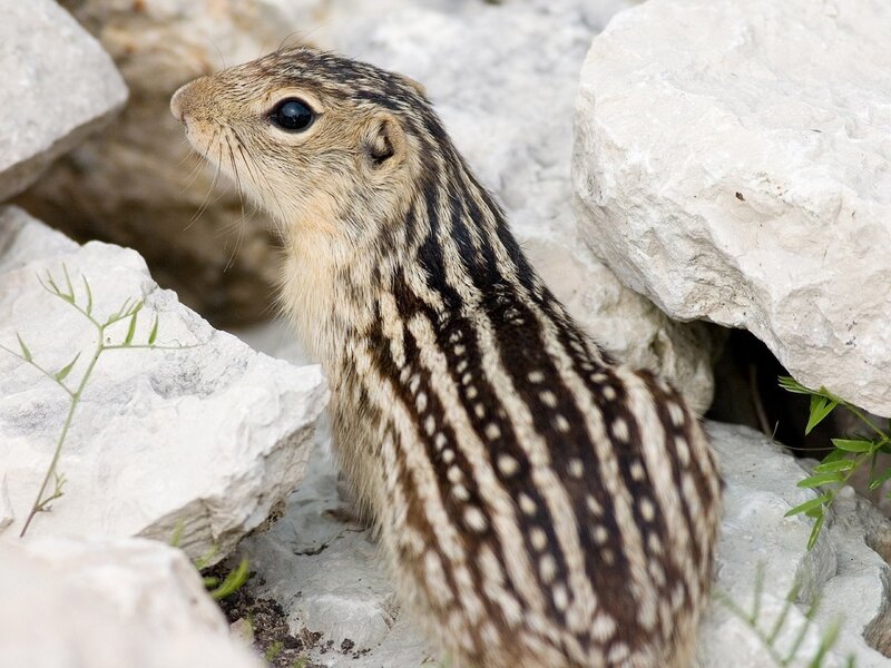 striped ground squirrel