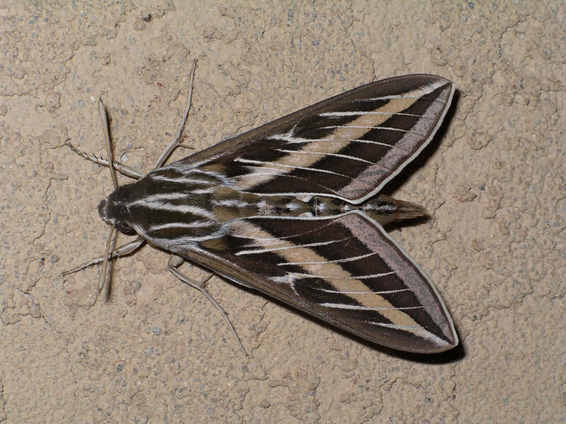Striped Hawkmoth