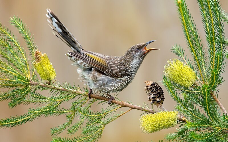 Striped Honeyeater Bird