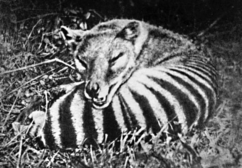 Striped Hyena in Grass