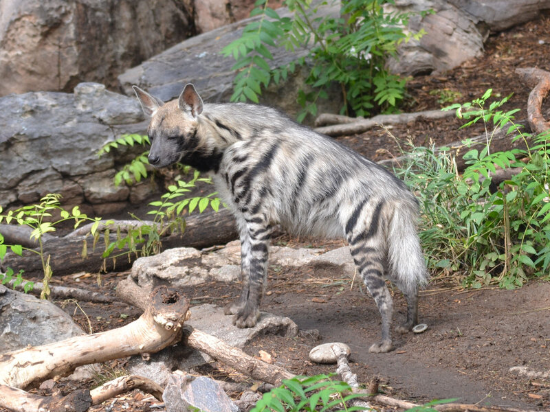 Striped Hyena Standing