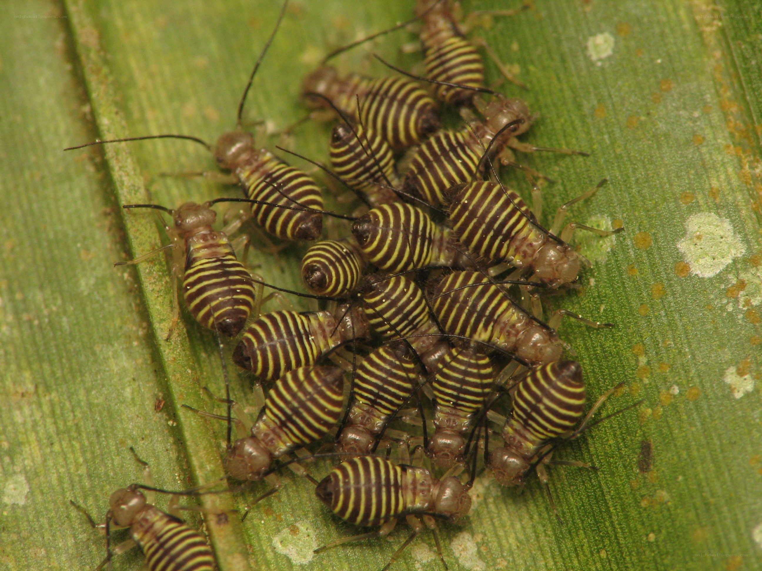 striped insects on a leaf