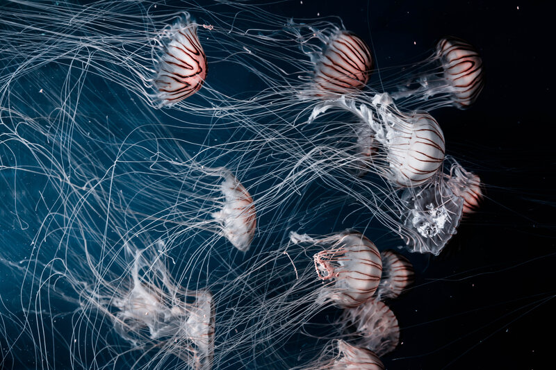 Striped Jellyfish — Blue