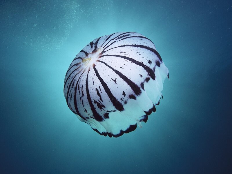 striped jellyfish in blue water