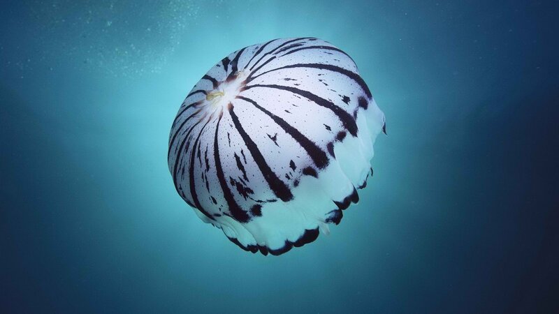 striped jellyfish in blue water