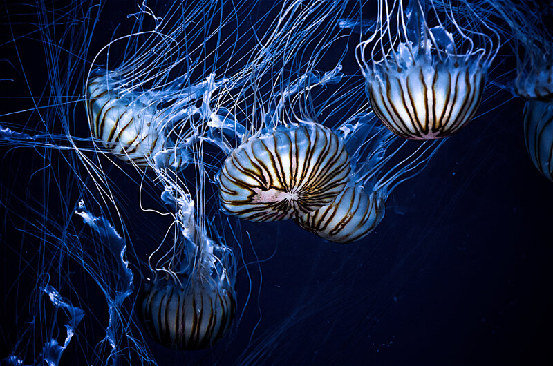 Striped Jellyfish in Water