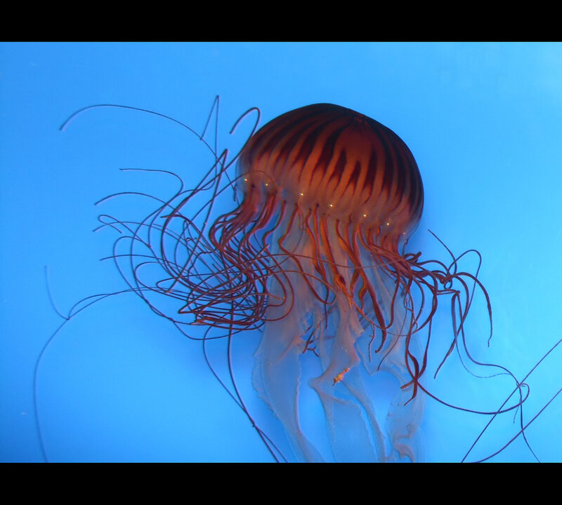 Striped Jellyfish