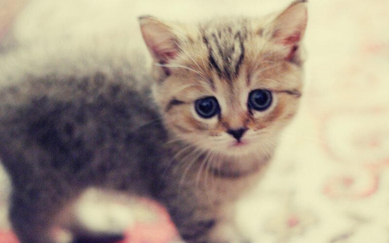 Striped Kitten — Brown, Innocent