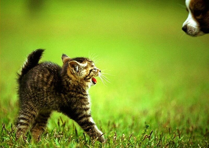 Striped Kitten Hissing