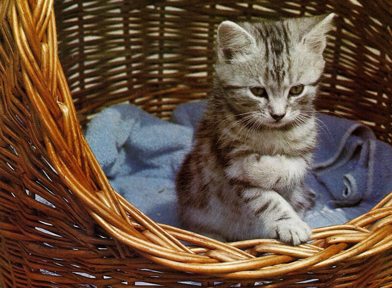 Striped Kitten in Basket — Brown