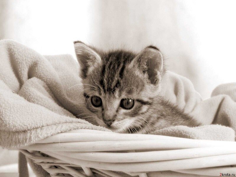 Striped Kitten in Basket