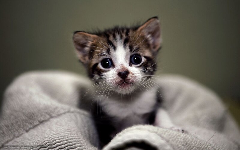 Striped Kitten in Blanket — Gray, Calm