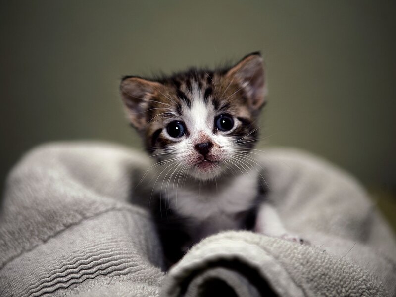 Striped Kitten in Blanket — Gray