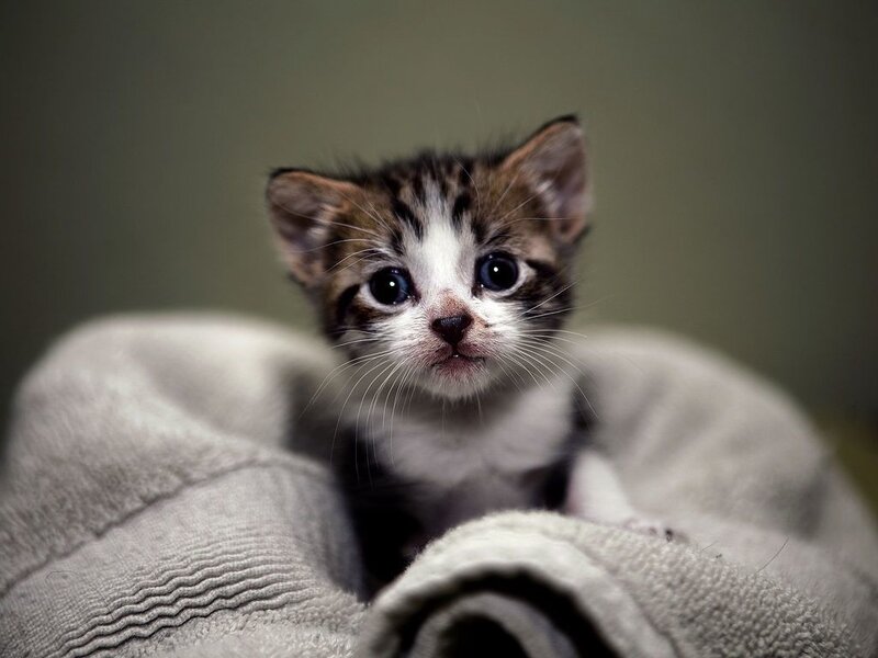 Striped Kitten in Blanket