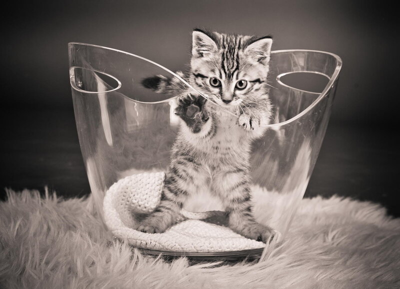 Striped Kitten in Bowl — Black