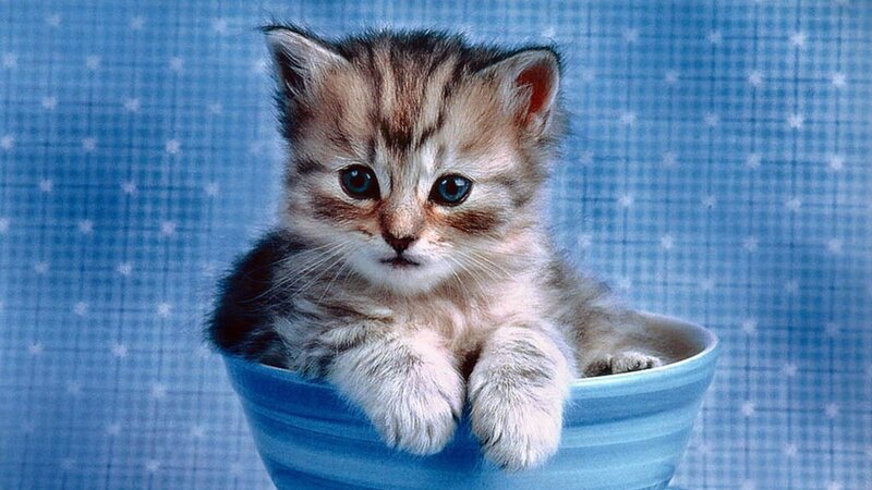 Striped Kitten in Bowl — Blue