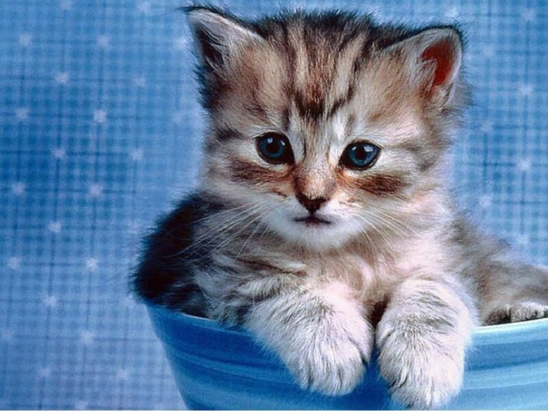 Striped Kitten in Bowl